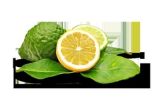 Bergamot Kullanım Alanları