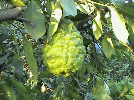 Bergamot Aac